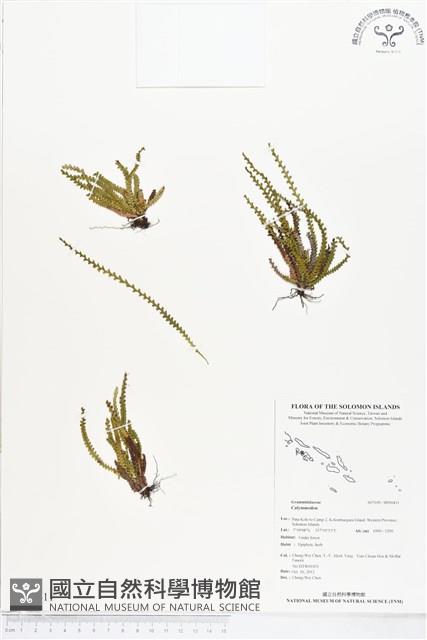 登錄號:BP00411藏品圖，第1張