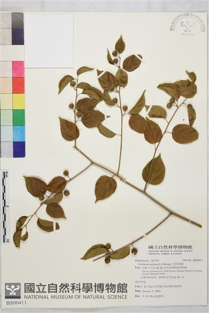 亞洲濱棗藏品圖，第1張