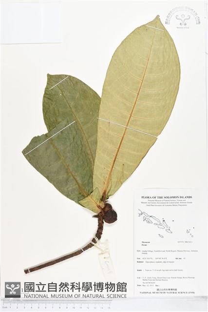 登錄號:BS05411藏品圖，第1張