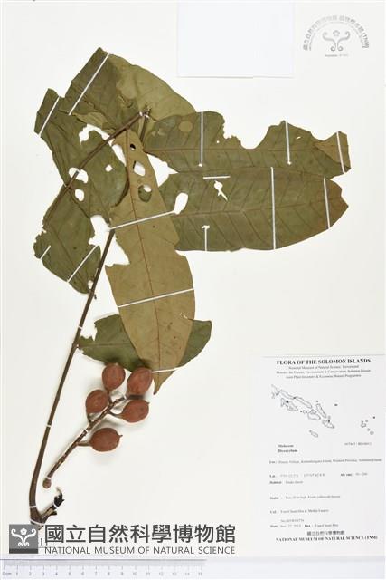 登錄號:BS04411藏品圖，第1張