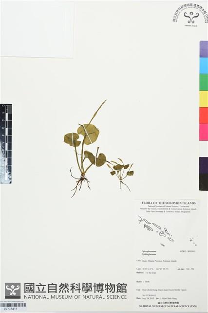 登錄號:BP03411藏品圖，第1張