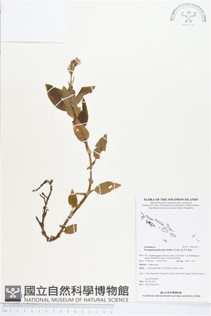 登錄號:BS03411藏品圖，第1張