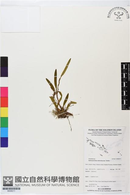 登錄號:BS06211藏品圖，第1張