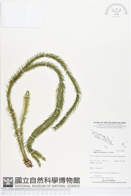 登錄號:BP02211藏品圖，第1張