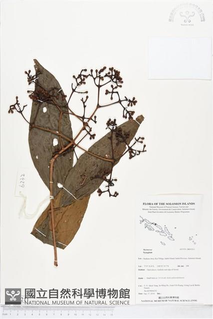 登錄號:BS05211藏品圖，第1張