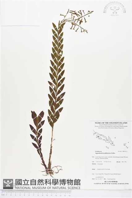 登錄號:BS04211藏品圖，第1張