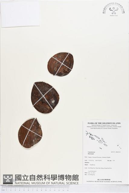 登錄號:BS03211藏品圖，第1張