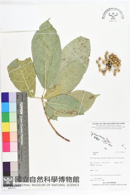 登錄號:BS07211藏品圖，第1張