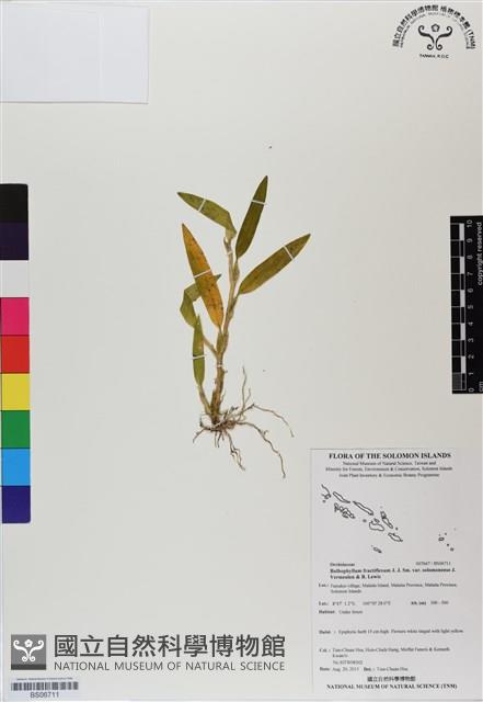 登錄號:BS06711藏品圖，第1張