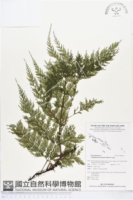 大葉瓶蕨藏品圖，第1張