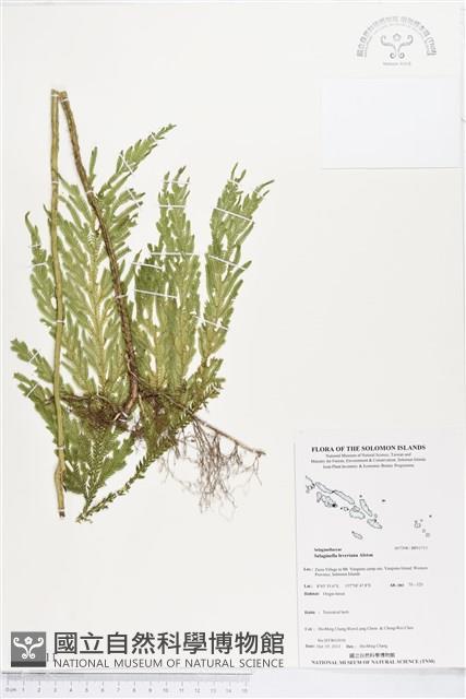 登錄號:BP01711藏品圖，第1張