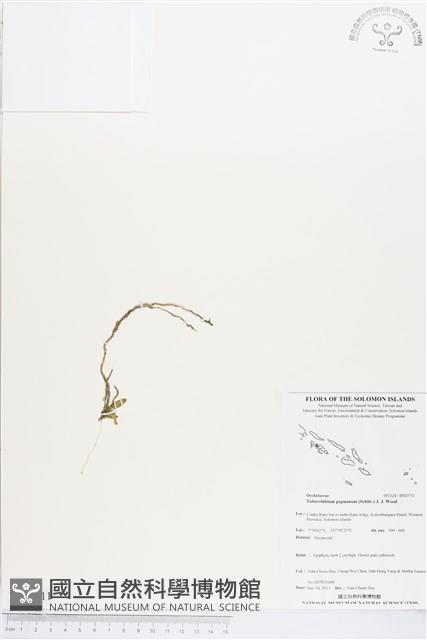 登錄號:BS03711藏品圖，第1張