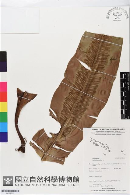 臺灣山蘇花藏品圖，第1張