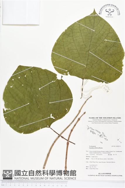 雲南石梓藏品圖，第1張