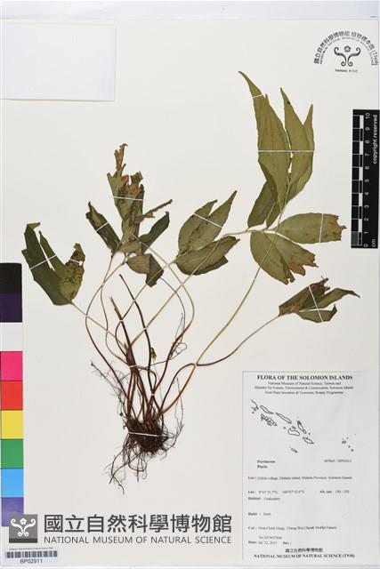 登錄號:BP02911藏品圖，第1張