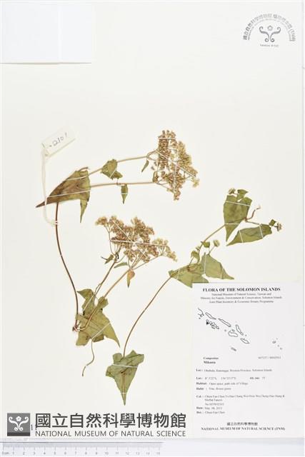 登錄號:BS02911藏品圖，第1張