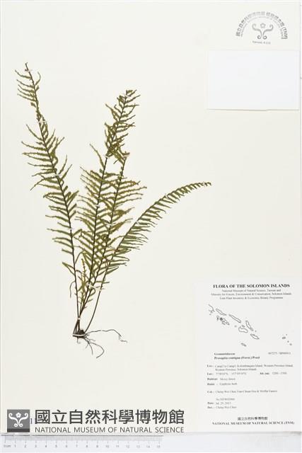 穴子蕨藏品圖，第1張