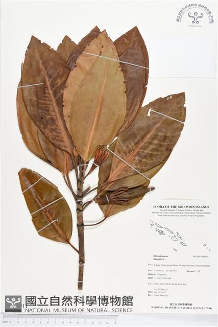 登錄號:BS01911藏品圖，第1張