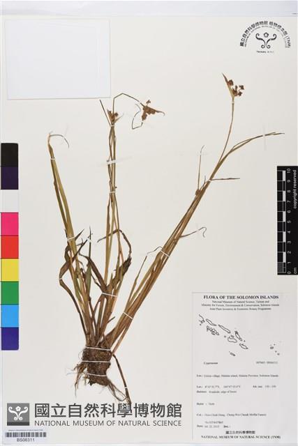 登錄號:BS06311藏品圖，第1張