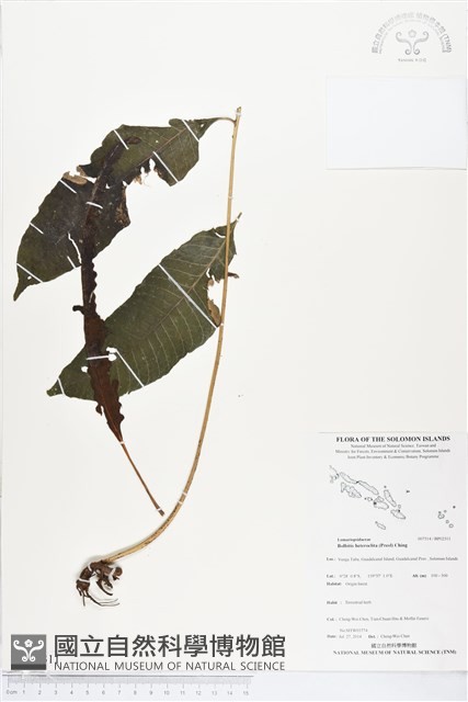 尾葉實蕨藏品圖，第1張