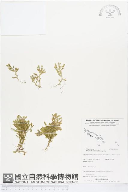 緣毛卷柏藏品圖，第1張