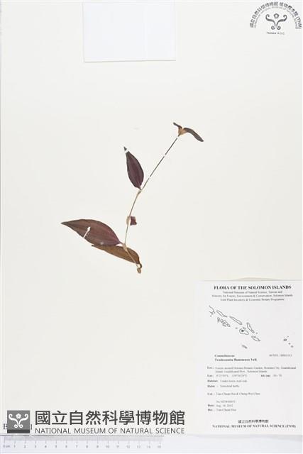 水竹草藏品圖，第1張
