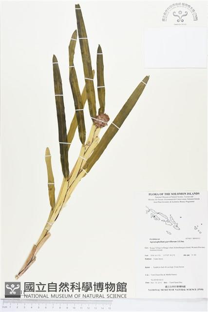 登錄號:BS04311藏品圖，第1張