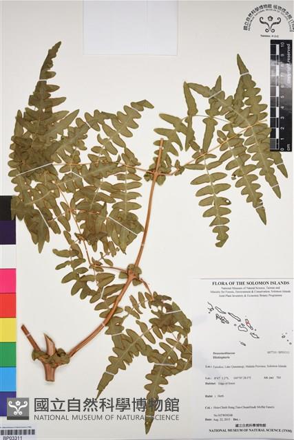 登錄號:BP03311藏品圖，第1張