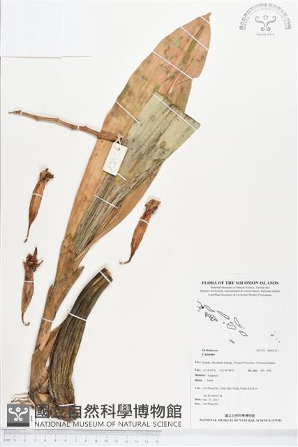 登錄號:BS03311藏品圖，第1張