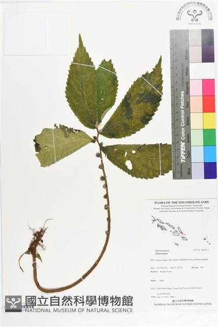 登錄號:BS07311藏品圖，第1張