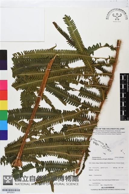 登錄號:BP02801藏品圖，第1張