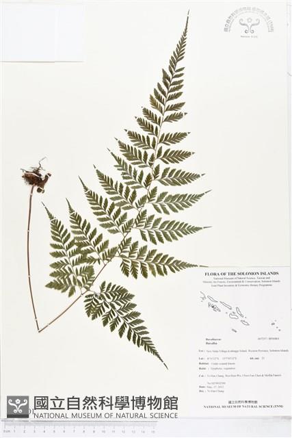 登錄號:BP00801藏品圖，第1張