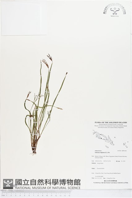 莎草蕨藏品圖，第1張