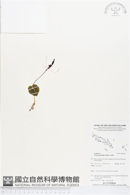 登錄號:BS03801藏品圖，第1張