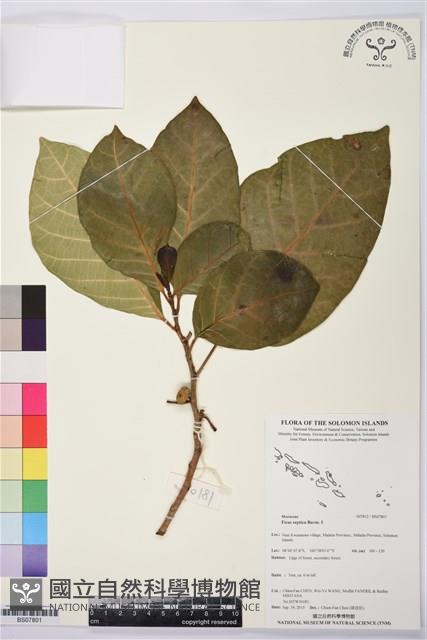 大冇榕、稜果榕藏品圖，第1張