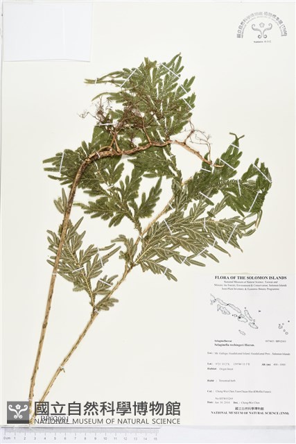 登錄號:BP02001藏品圖，第1張
