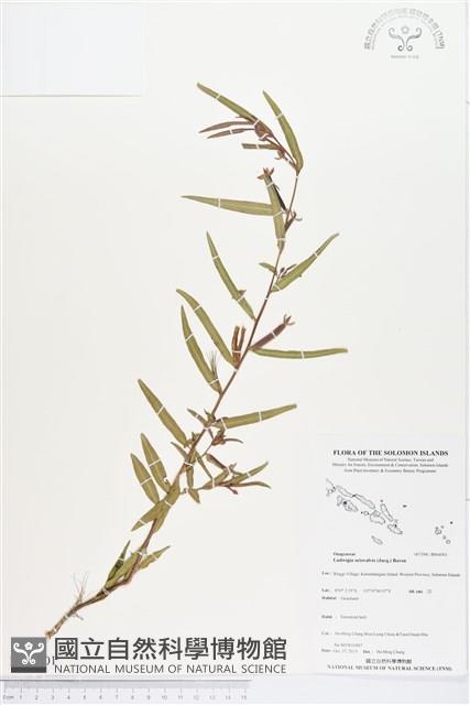 水丁香藏品圖，第1張