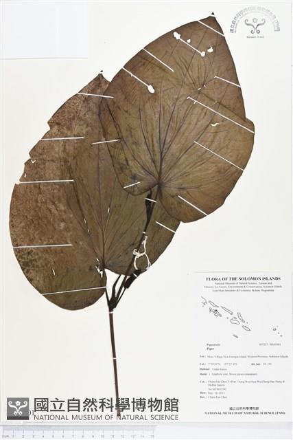 登錄號:BS03001藏品圖，第1張