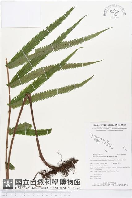 小密腺小毛蕨藏品圖，第1張