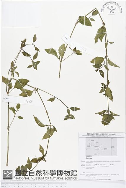 Accession Number:BS01601 Collection Image