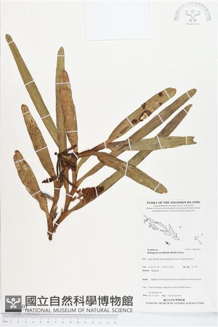 登錄號:BS04601藏品圖，第1張