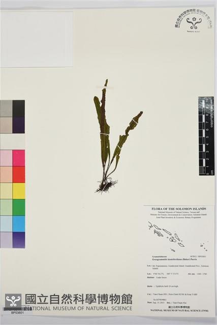 登錄號:BP03601藏品圖，第1張