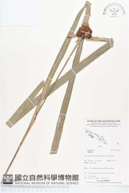 登錄號:BS03601藏品圖，第1張