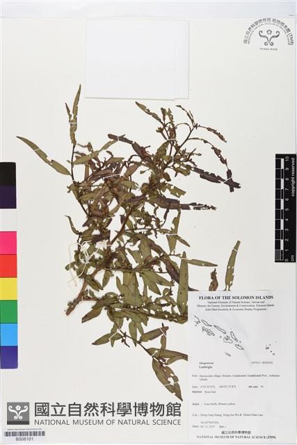 登錄號:BS06101藏品圖，第1張