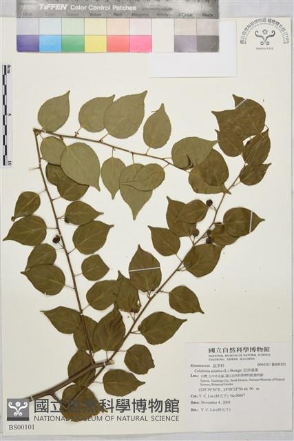 亞洲濱棗藏品圖，第1張