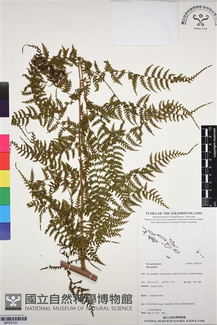 Accession Number:BP03101 Collection Image