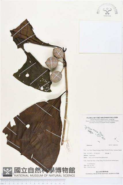 登錄號:BS03101藏品圖，第1張