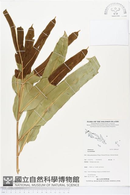 登錄號:BP02401藏品圖，第1張