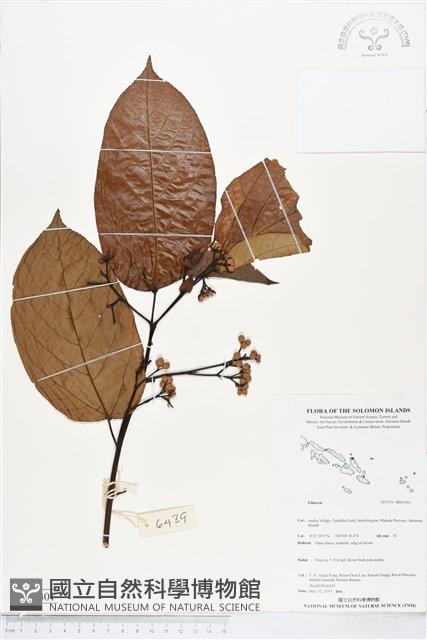 登錄號:BS05401藏品圖，第1張