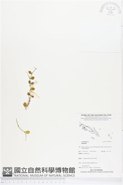 登錄號:BS04401藏品圖，第1張